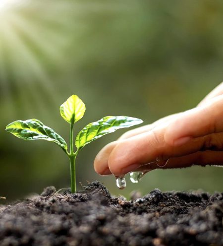 Green trees growing on the ground and agriculture hands that water the trees, concept of growing trees and preserving sustainable nature.