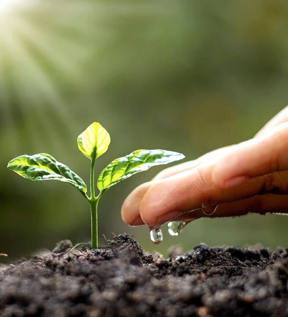 Green trees growing on the ground and agriculture hands that water the trees, concept of growing trees and preserving sustainable nature.