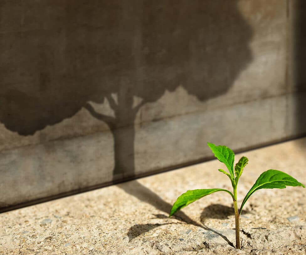Start, Think Big, Recovery and Challenge in Life or Business Concept.Economic Crisis Symbol.New Green Sprout Plant Growth in Cracked Concrete and Shading a Big Tree Shadow on the Concrete Wall